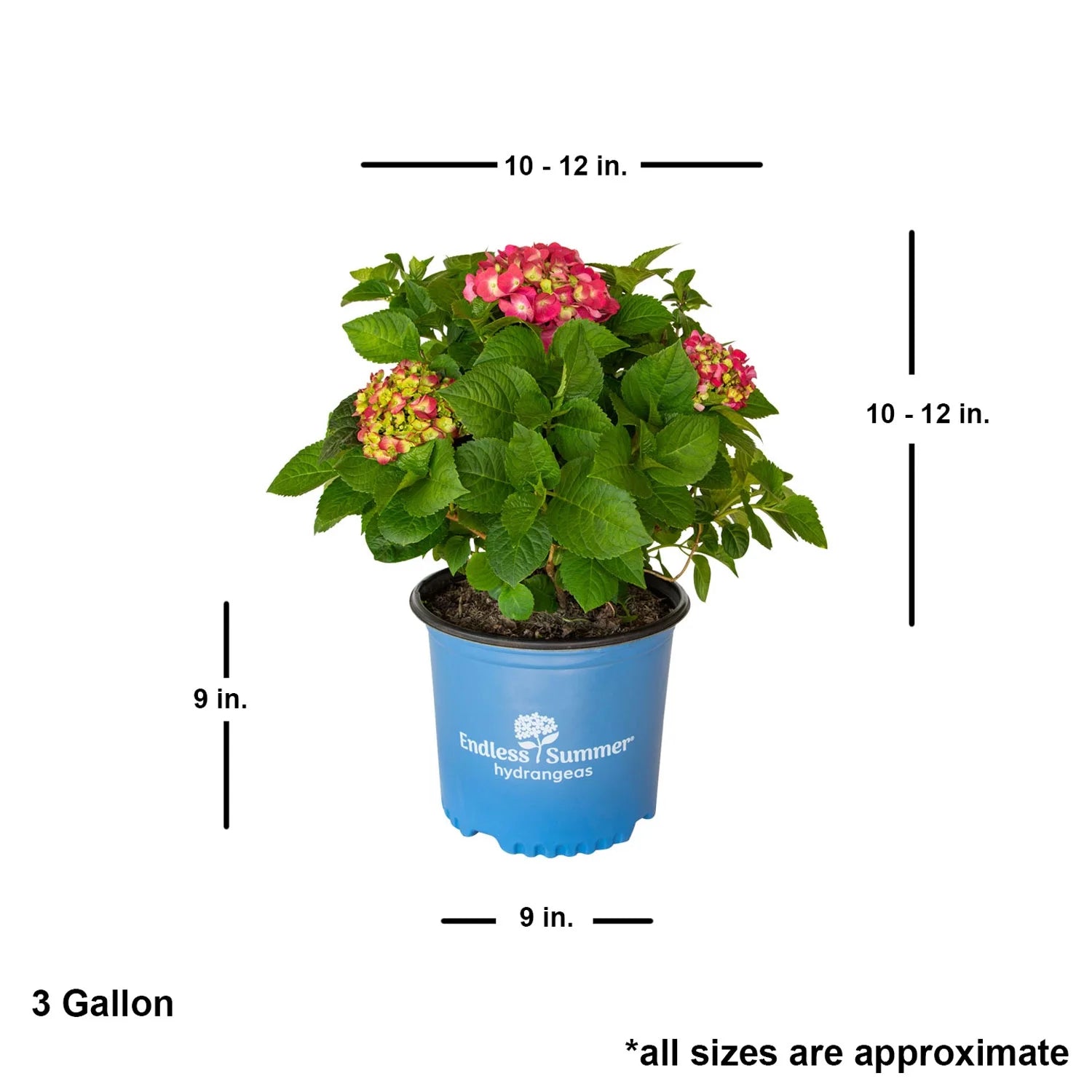 Hydrangea Flowering Shrub Part Sun Outdoor Plant k7