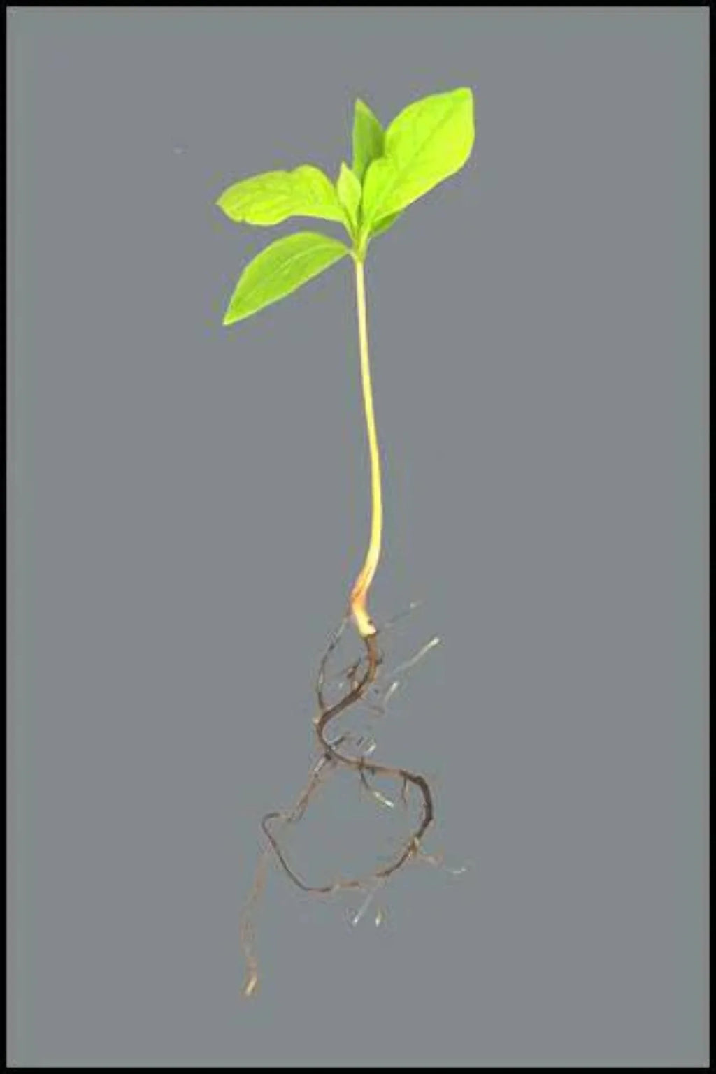 Persimmon Tree Seedling small-medium k7p