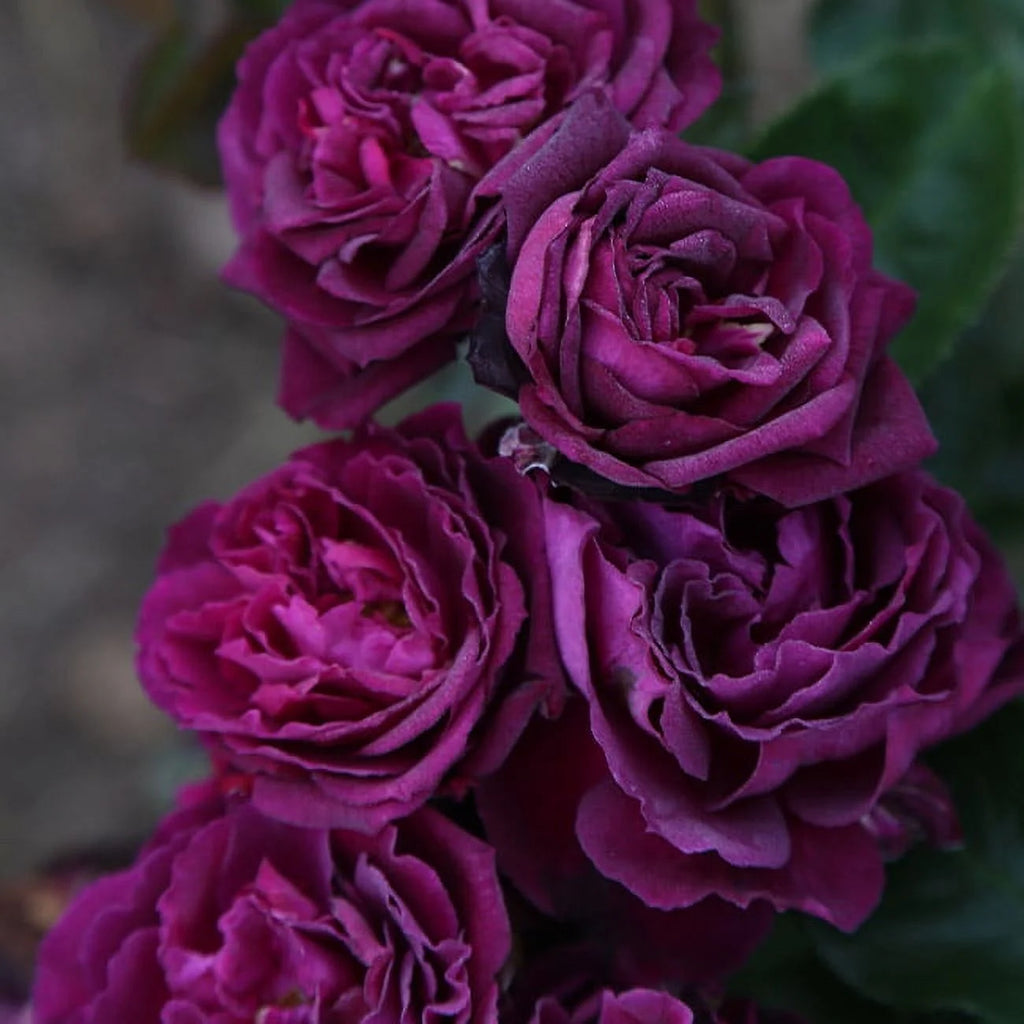 Purple Rose Plant Floribunda Rose Bush Fragrant Potted Outdoor a7