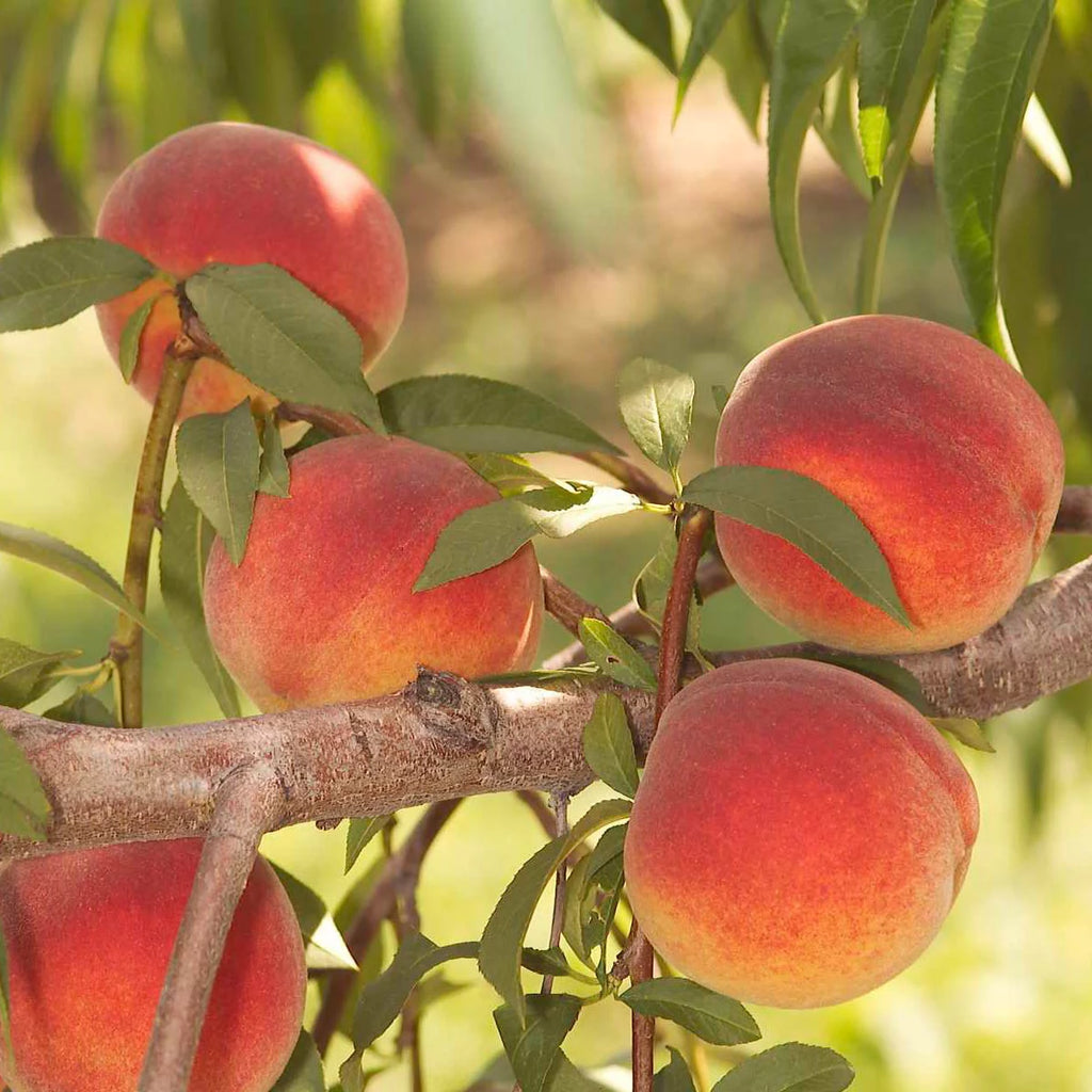 Peach Starter Fruit Tree Bare Root 1-Pack k7