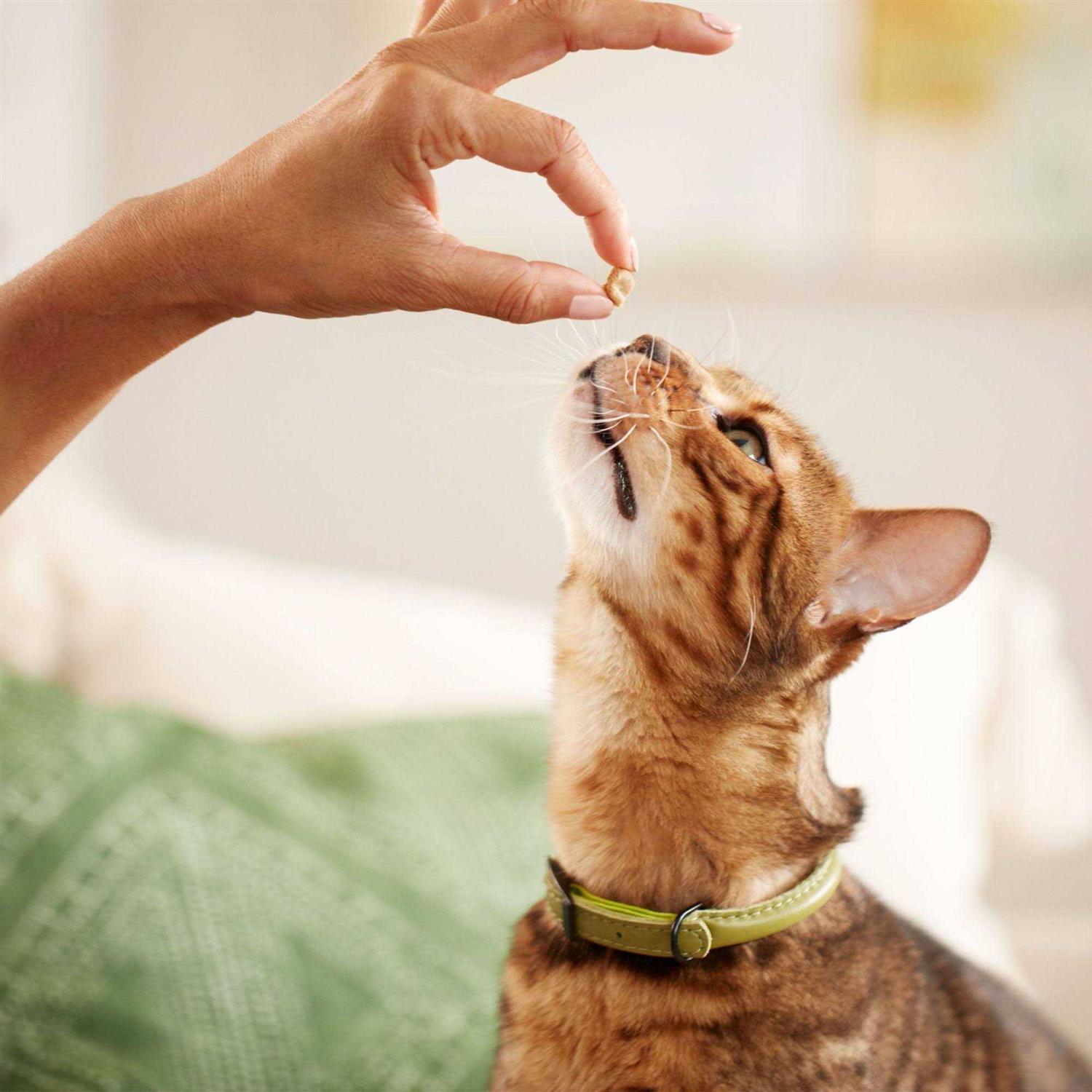 Salmon Soft Cat Treats k7m