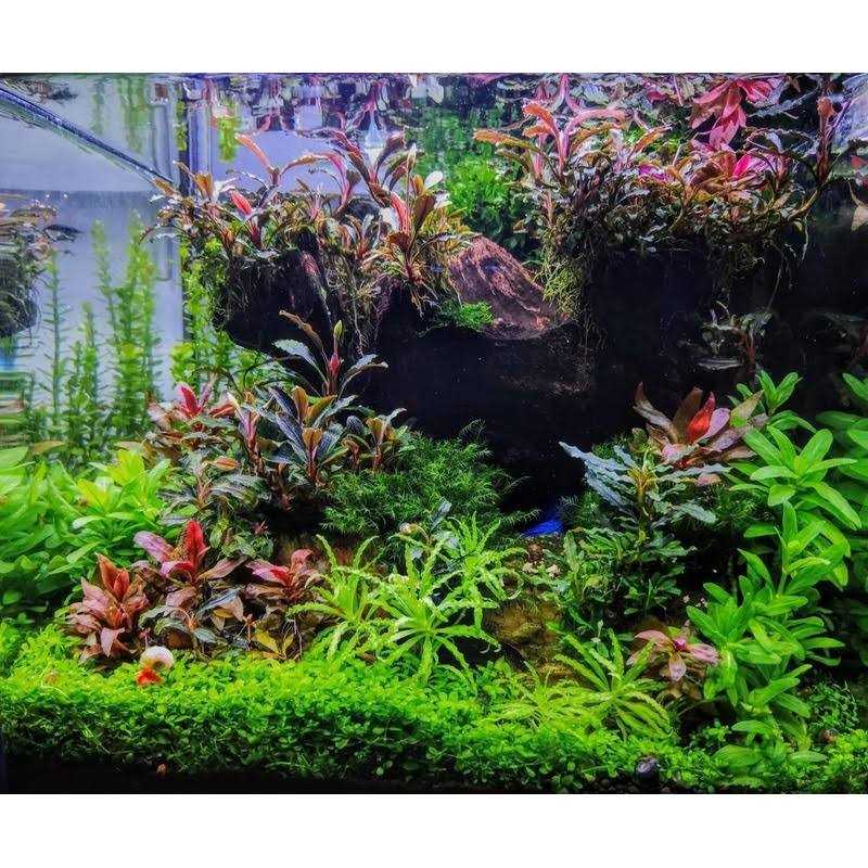 Shrimp Food for Omnivores k7p