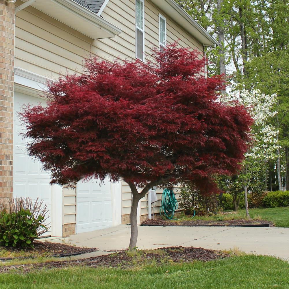 Bloodgood Japanese Maple Tree Red Variety k7m