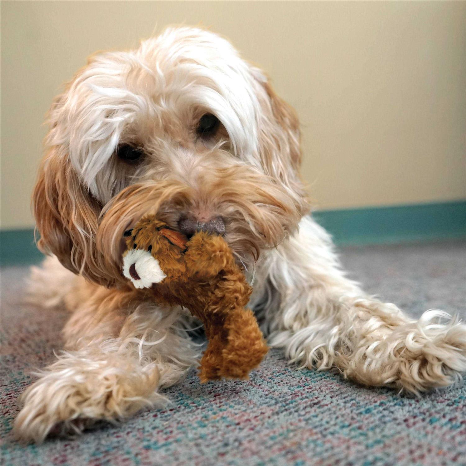 Teddy Bear Dog Toy a7