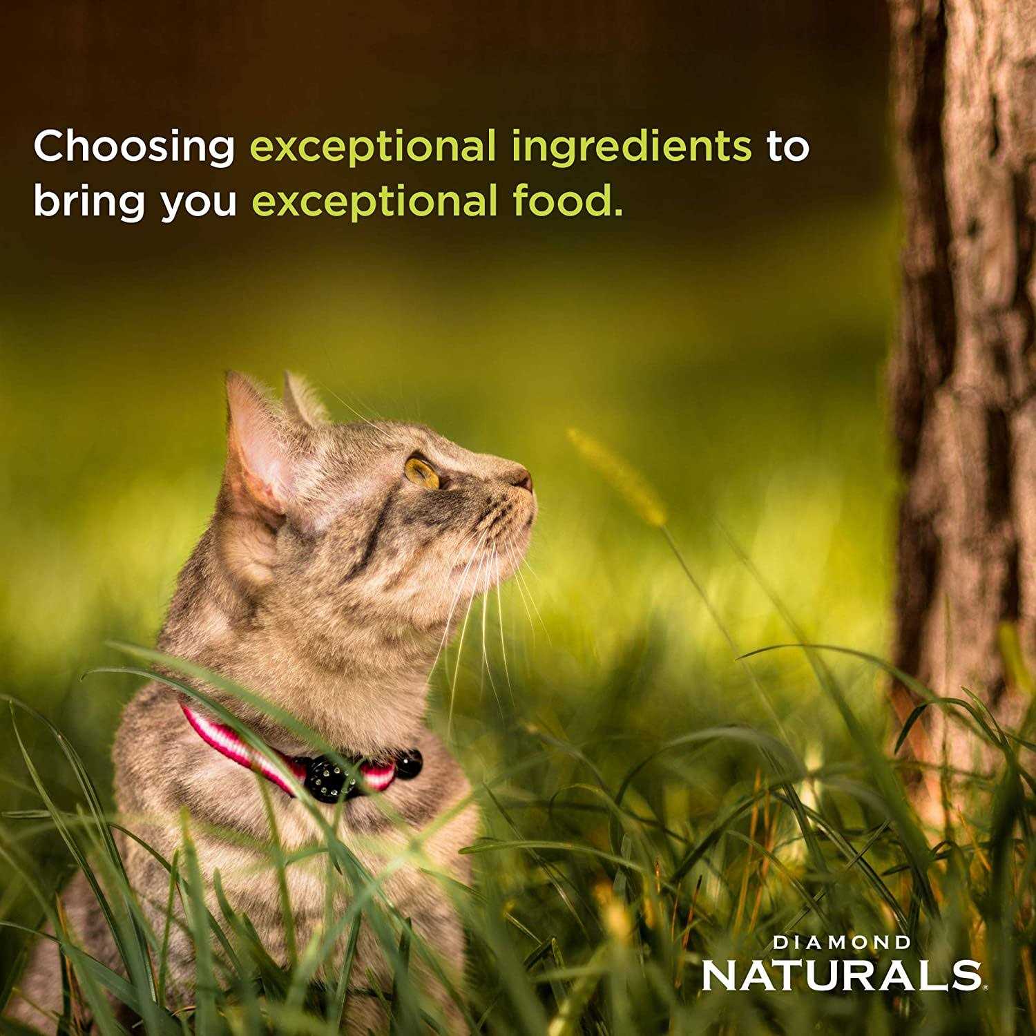 Dry Cat Food Chicken Meal Rice Formula k7