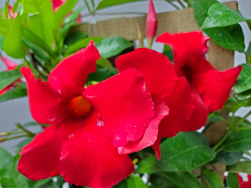 Red Mandevilla Vine Plant on Starter Trellis Large Blooms k7p