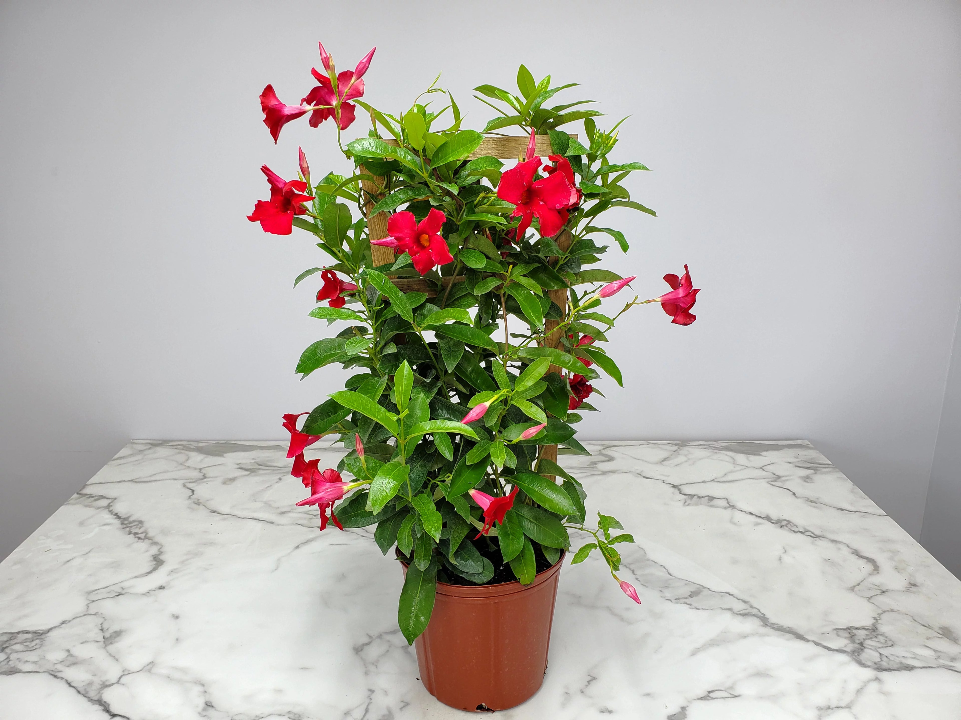 Red Mandevilla Vine Plant on Starter Trellis Large Blooms k7p