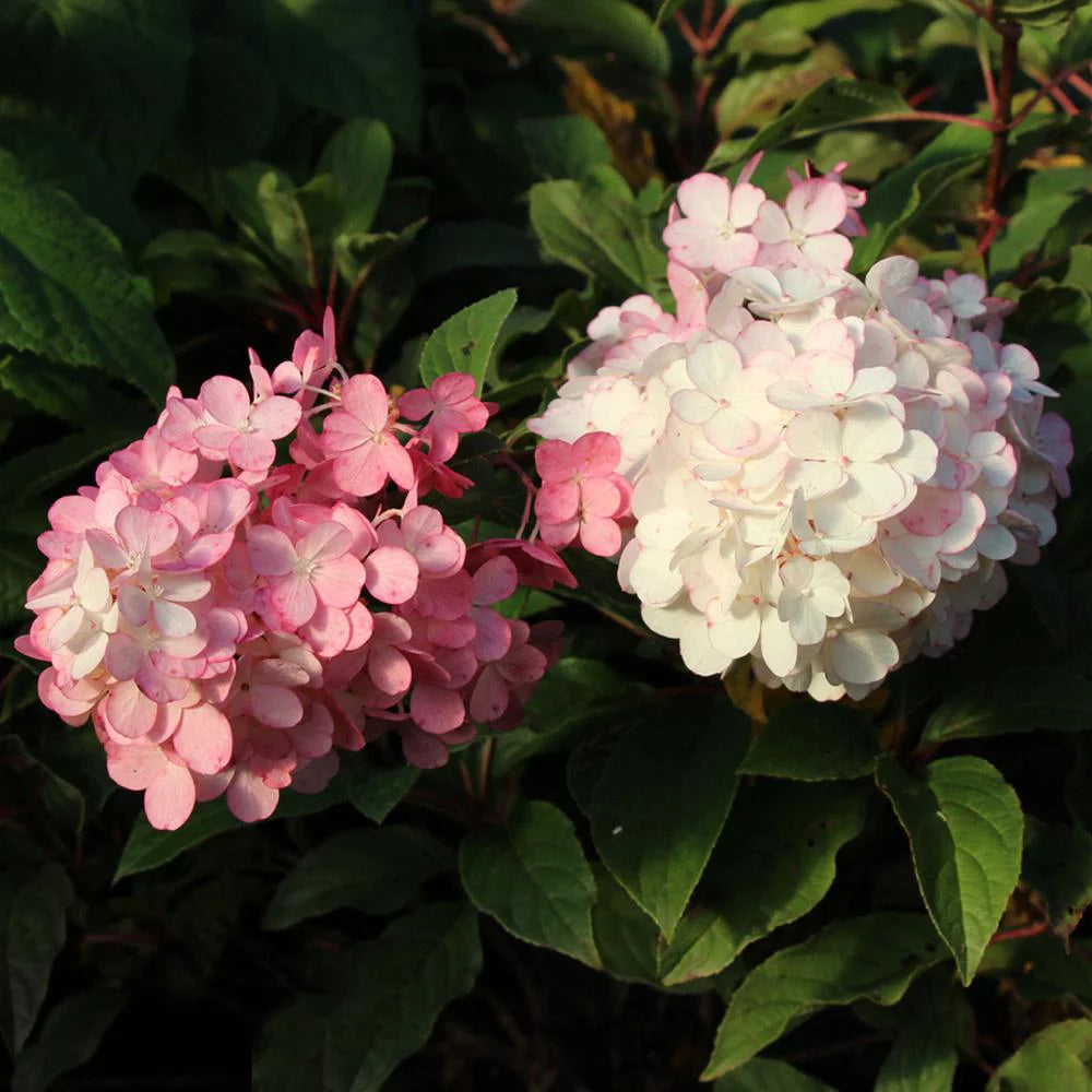 Vanilla Strawberry Hydrangea Tree k7
