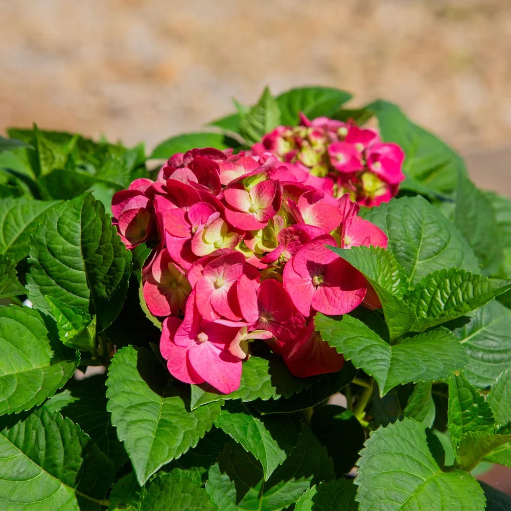 Hydrangea Flowering Shrub Part Sun Outdoor Plant k7