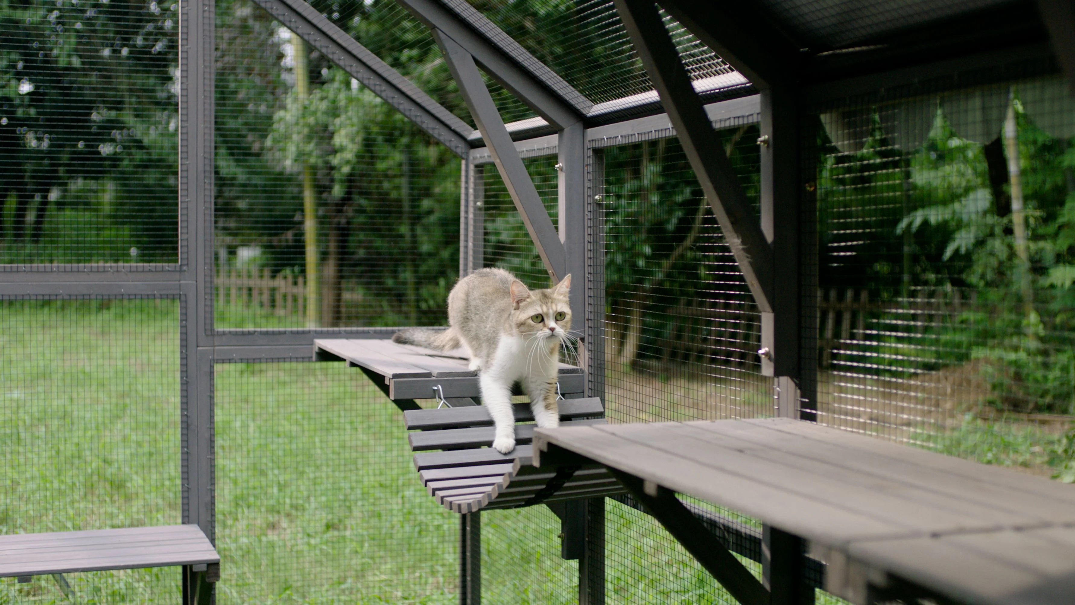 Outdoor Catio Enclosure with Bridges and Platforms f7