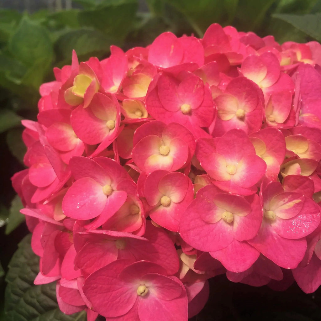 Hydrangea Flowering Shrub Part Sun Outdoor Plant k7
