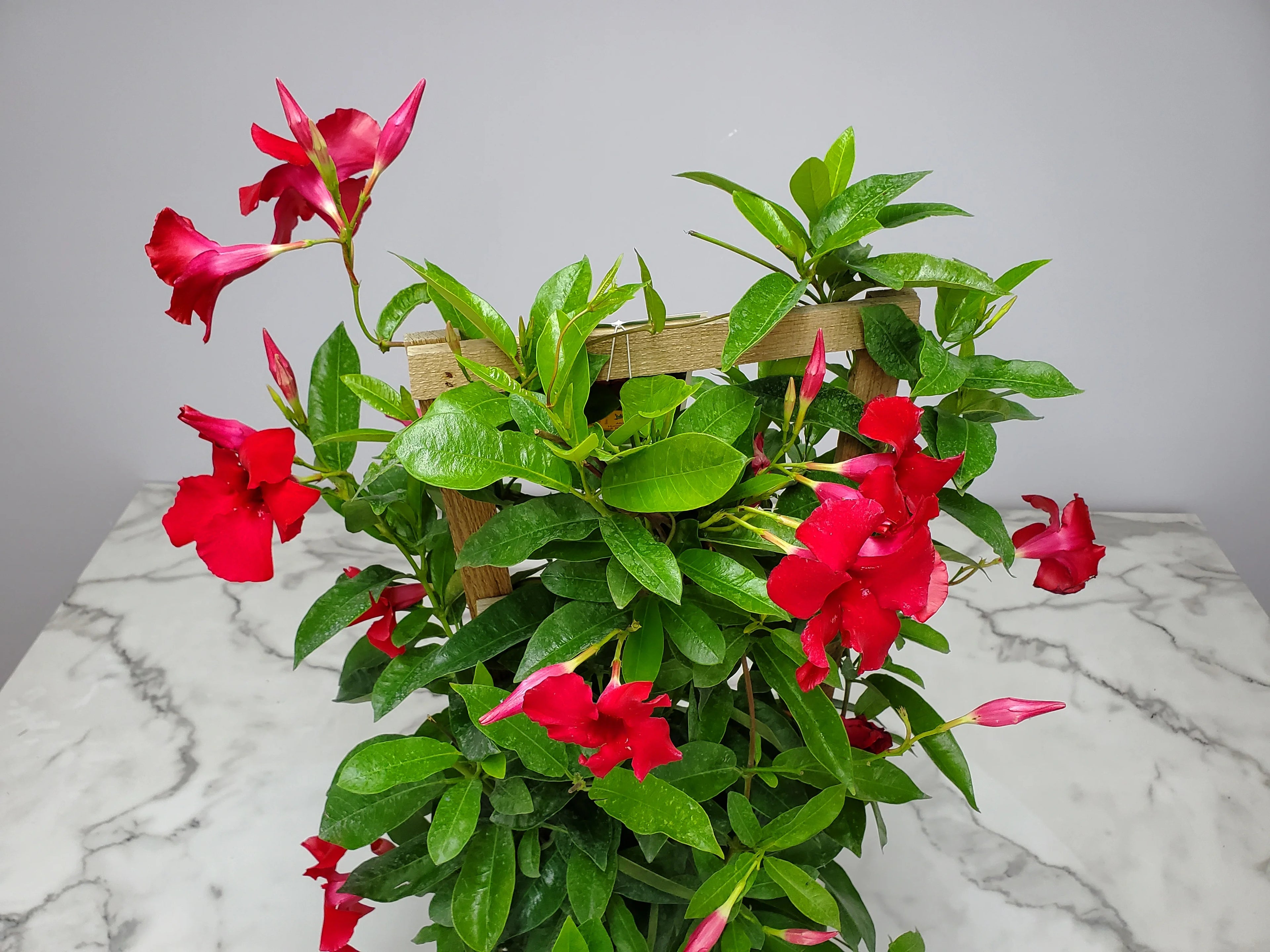 Red Mandevilla Vine Plant on Starter Trellis Large Blooms k7p