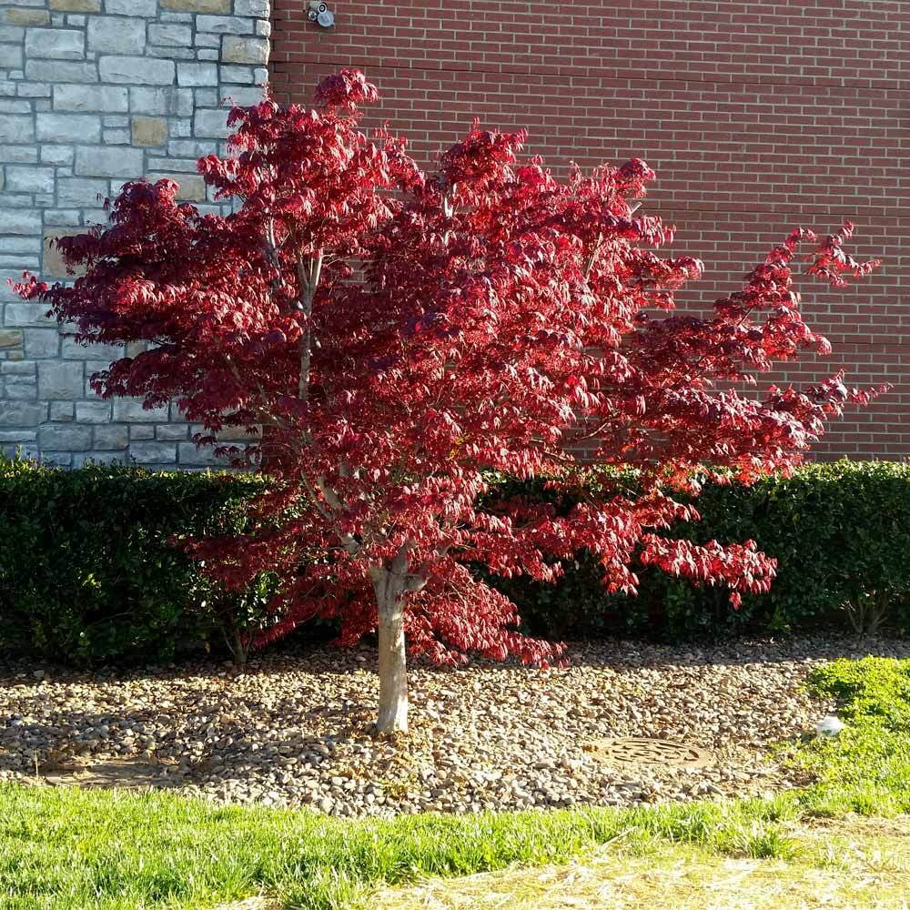 Bloodgood Japanese Maple Tree Red Variety k7m