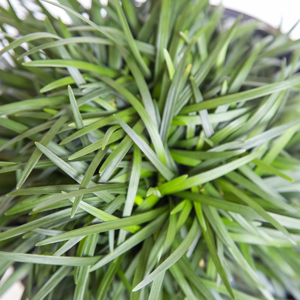 Dwarf Mondo Grass Groundcover Live Plant 54 Pack a7